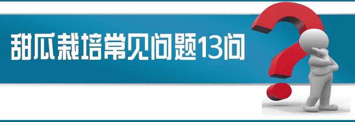 蔬菜種子栽培技術(shù)-<strong><font color='#006428'>甜瓜栽培常見問題13問？</font></strong>