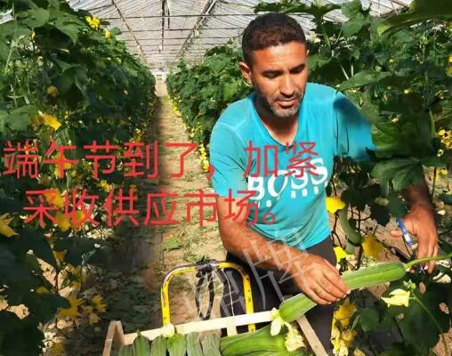 蔬菜種子種植戶客戶點評-羨慕！每公斤24元，“優(yōu)比1號”在法國的表現(xiàn)…