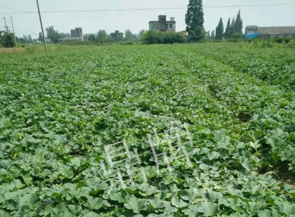 蔬菜種子種植戶客戶點評-今年秋季，什么甜瓜品種表現(xiàn)好？