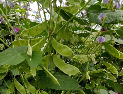 蔬菜種子種植戶客戶點評-一梭梭的，真是結坨了，“特早春”扁豆市斤批價達到10元