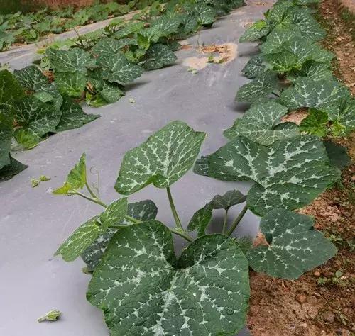 菜農(nóng)種植無需噴農(nóng)藥的蔬菜，不僅栽培簡單、而且效益高