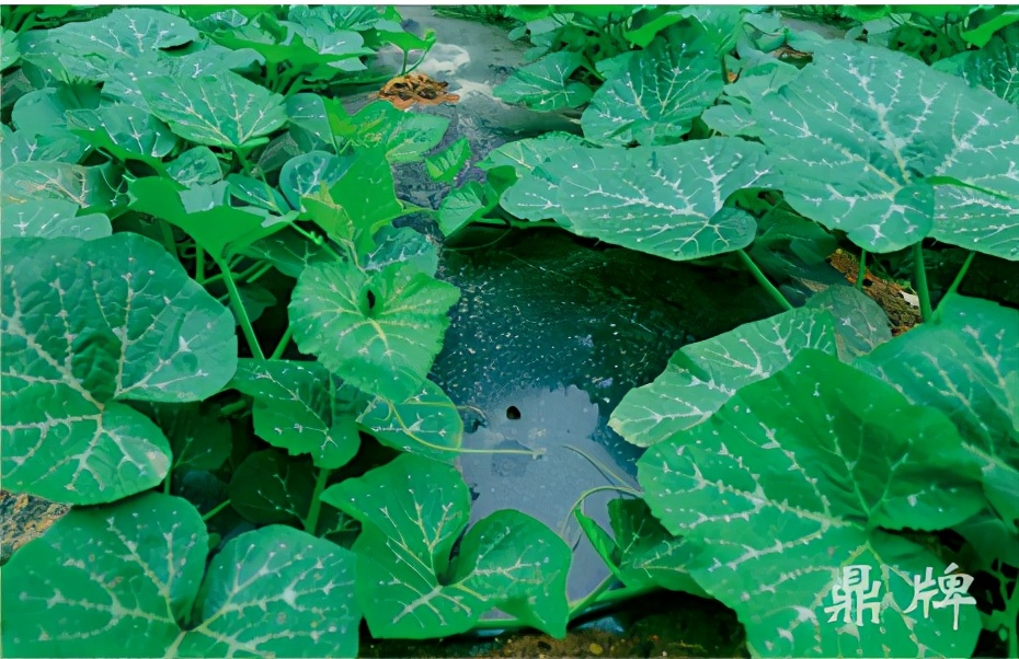 種這種綠葉菜，栽培輕松，畝產(chǎn)值過(guò)萬(wàn)元，菜農(nóng)表示很劃算