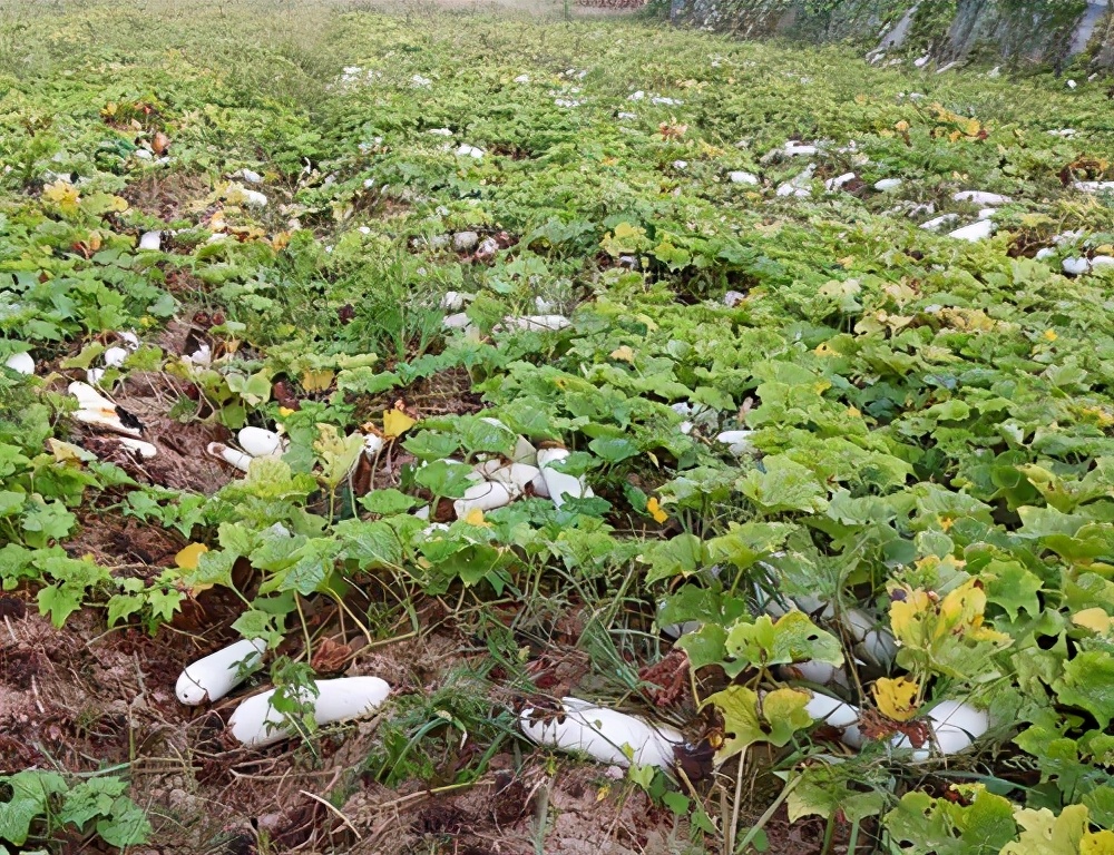 這個品種太優(yōu)秀了！耐儲耐運，適合大面積種植，菜農瓜販都喜歡