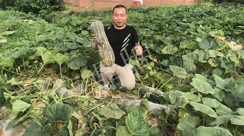 四川農戶今年種“健美蜜本”南瓜產量高，品質好，感覺巴適得很