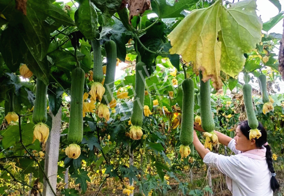 蔬菜種子種植戶客戶點評-8月，持續(xù)高溫下，這種絲瓜少見，少見！