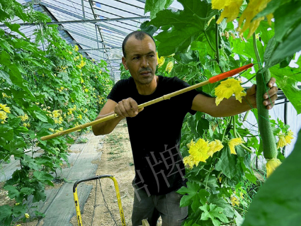 蔬菜種子種植戶客戶點(diǎn)評(píng)-這種絲瓜在法國(guó)，批發(fā)都是30元/kg