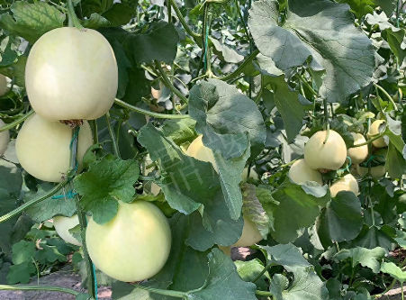 蔬菜種子種植戶客戶點評-“玉奶香2號”甜瓜，真的有那么好嗎？