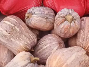 蔬菜種子種植戶客戶點評-今年，這個南瓜品種刷新了我的認知！您遇到過這種情況嗎？