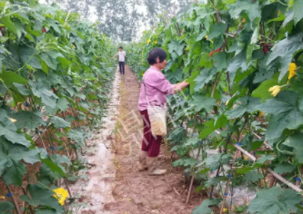 蔬菜種子種植戶客戶點評-85歲老奶奶，還是種植基地的領頭人，做的怎么樣？一起去看看…